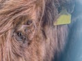 Highland cow Royalty Free Stock Photo